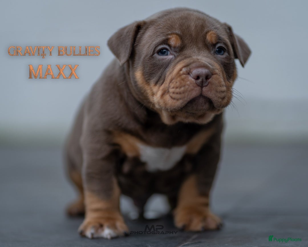 Amerikaanse Bully honden te koop: American Bully pocket  - Advertentie 13
