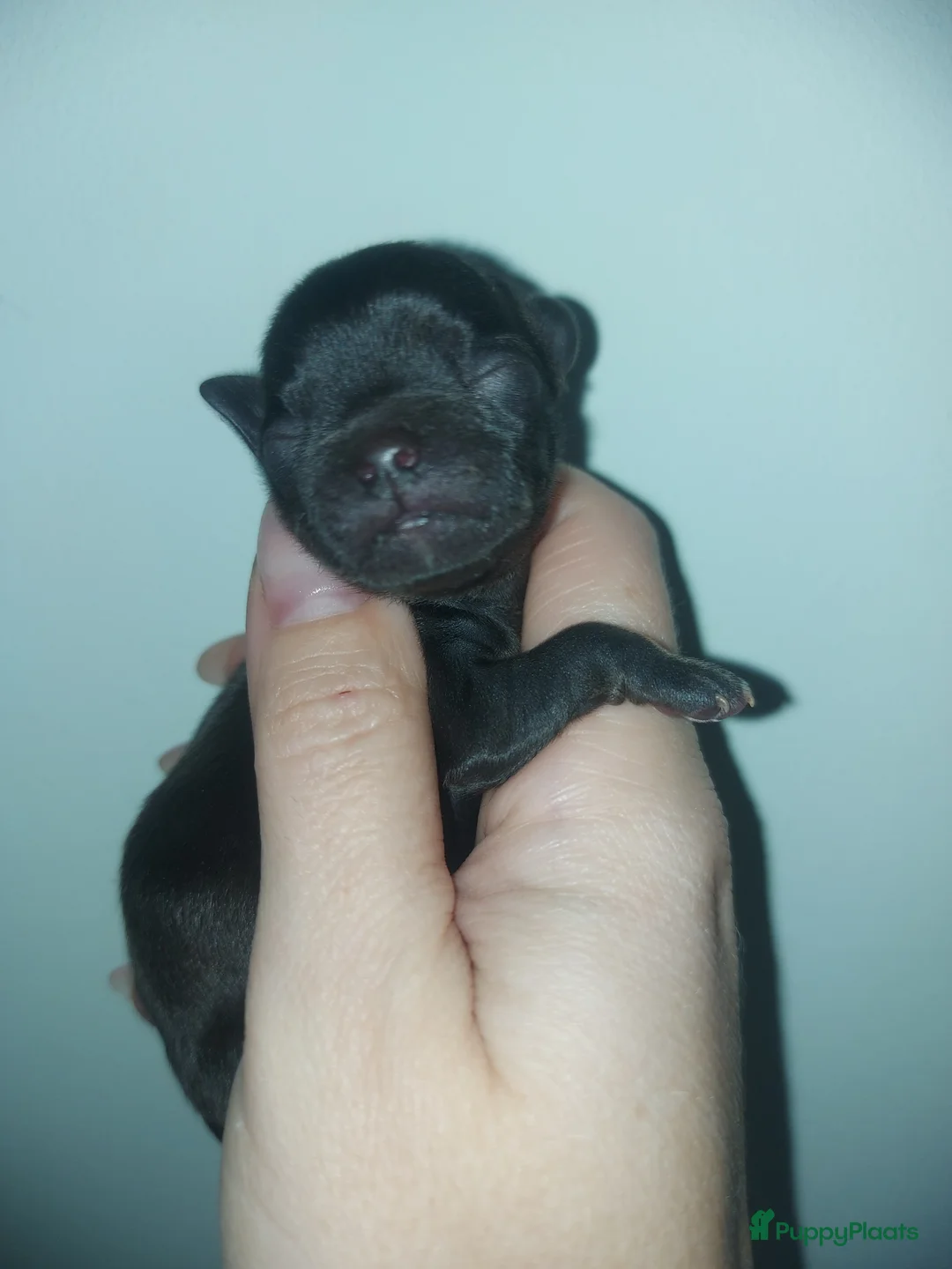 Chihuahua honden te koop: Mooi klein chihuahuatje - Advertentie 3