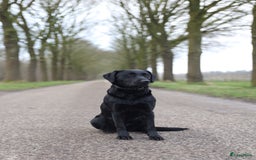Labrador Retriever honden te koop: Labrador x Pointer pups te koop - Afbeelding 8