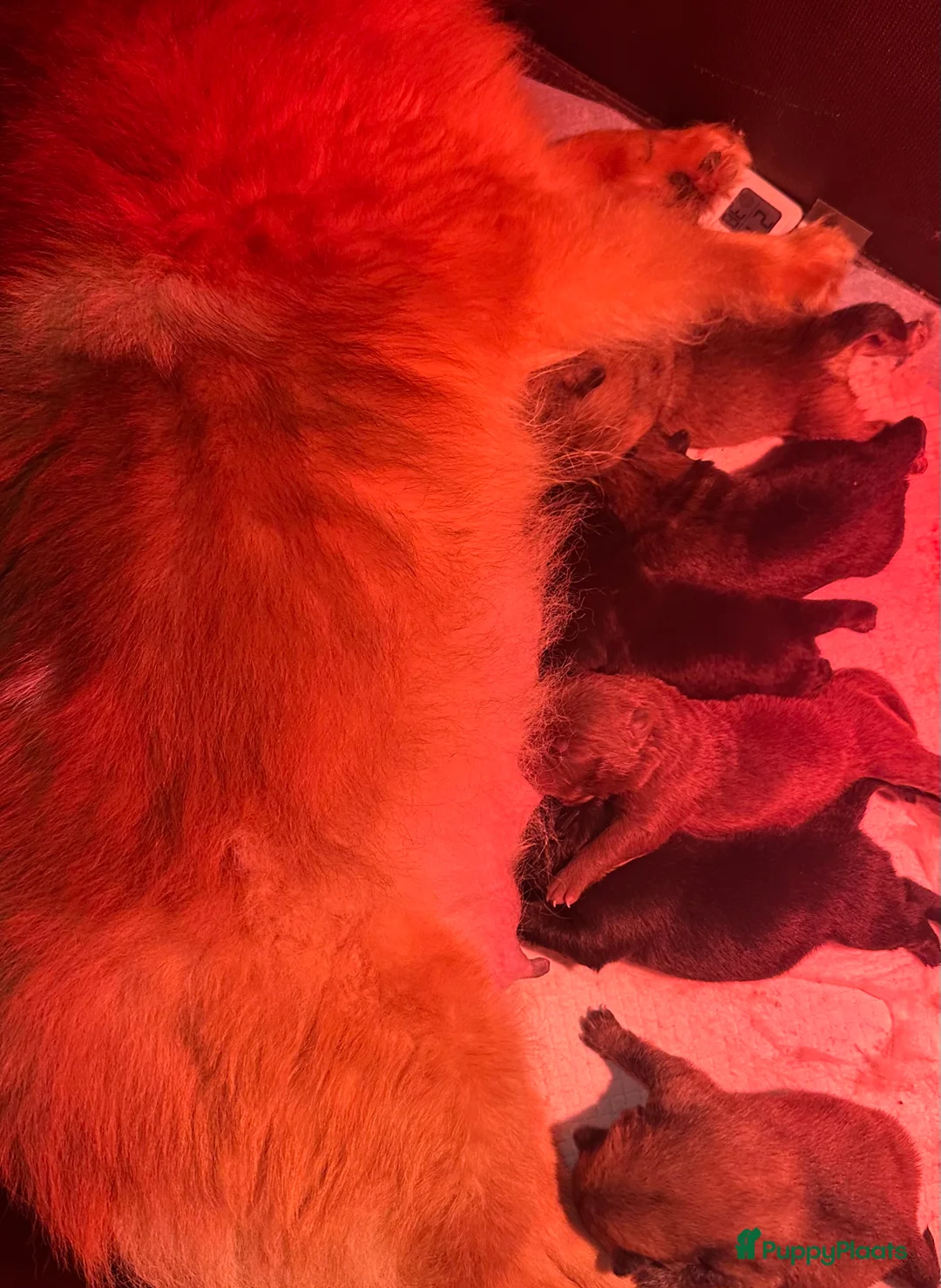 Chow Chow honden te koop: Mini Chow chow - Advertentie 7