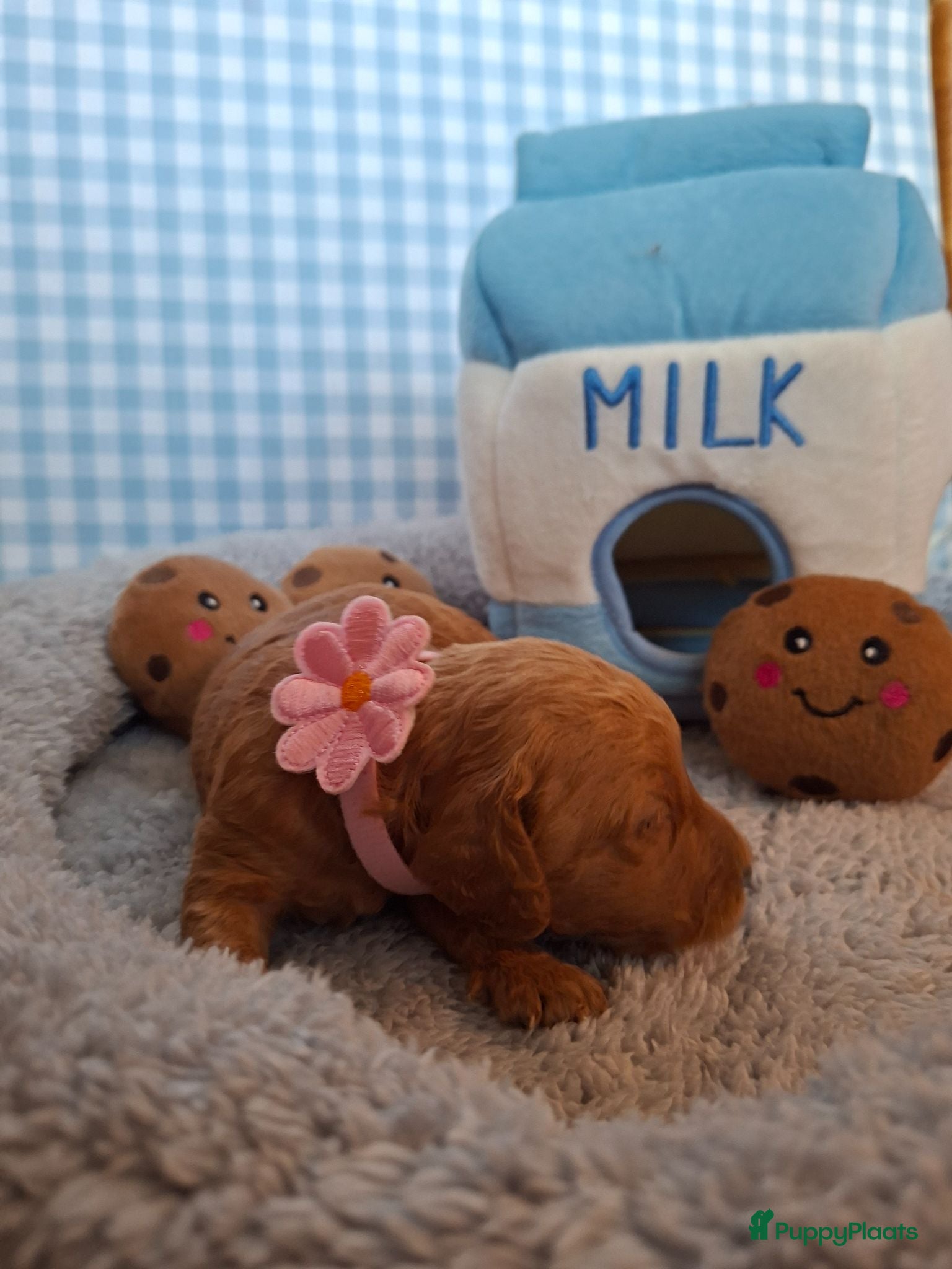 Australian Labradoodle honden Medium Australian Labradoodles  - Advertentie 2