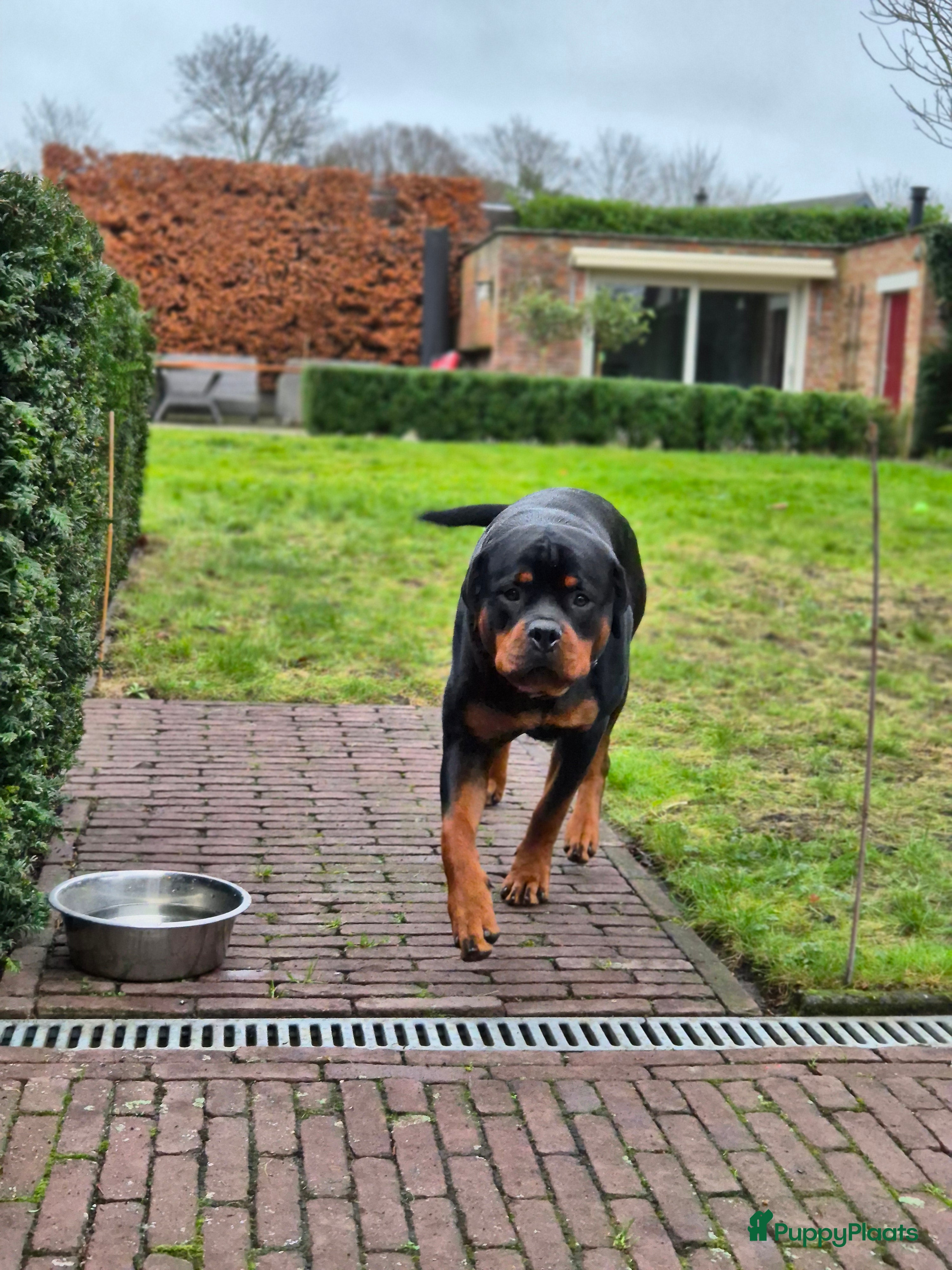 Rottweiler honden Eenmalig nestje Rottweilers - Advertentie 2