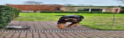Rottweiler honden te koop: Eenmalig nestje Rottweilers - Advertentie 2
