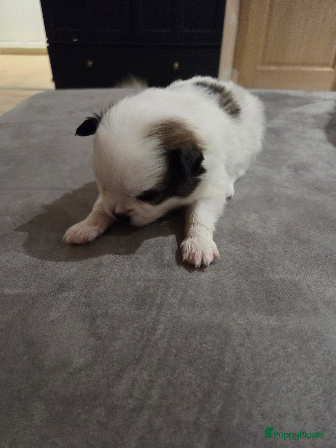 Pomchi honden te koop: Pups te koop - Advertentie 3