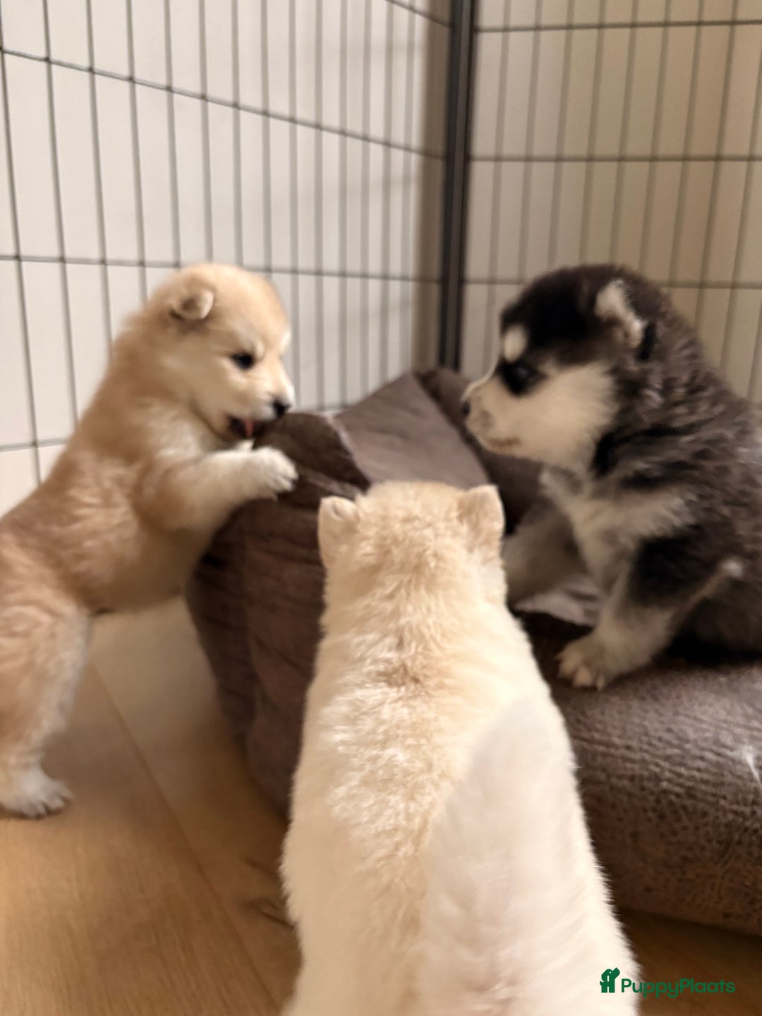 Pomsky honden te koop: 🌟 Prachtige Pomsky Pups te Koop  - Advertentie 10