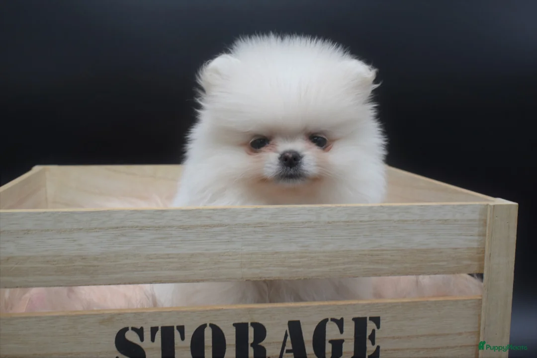 Galerij afbeelding {{count}}