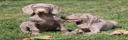 Weimarse Staande Hond korthaar honden te koop: Weimaraner pups - Advertentie 13