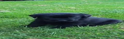 Labrador Retriever honden te koop: Labrador pups - Advertentie 5