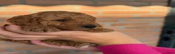 Labradoodle honden te koop: Labradoodle pups  - Advertentie 16