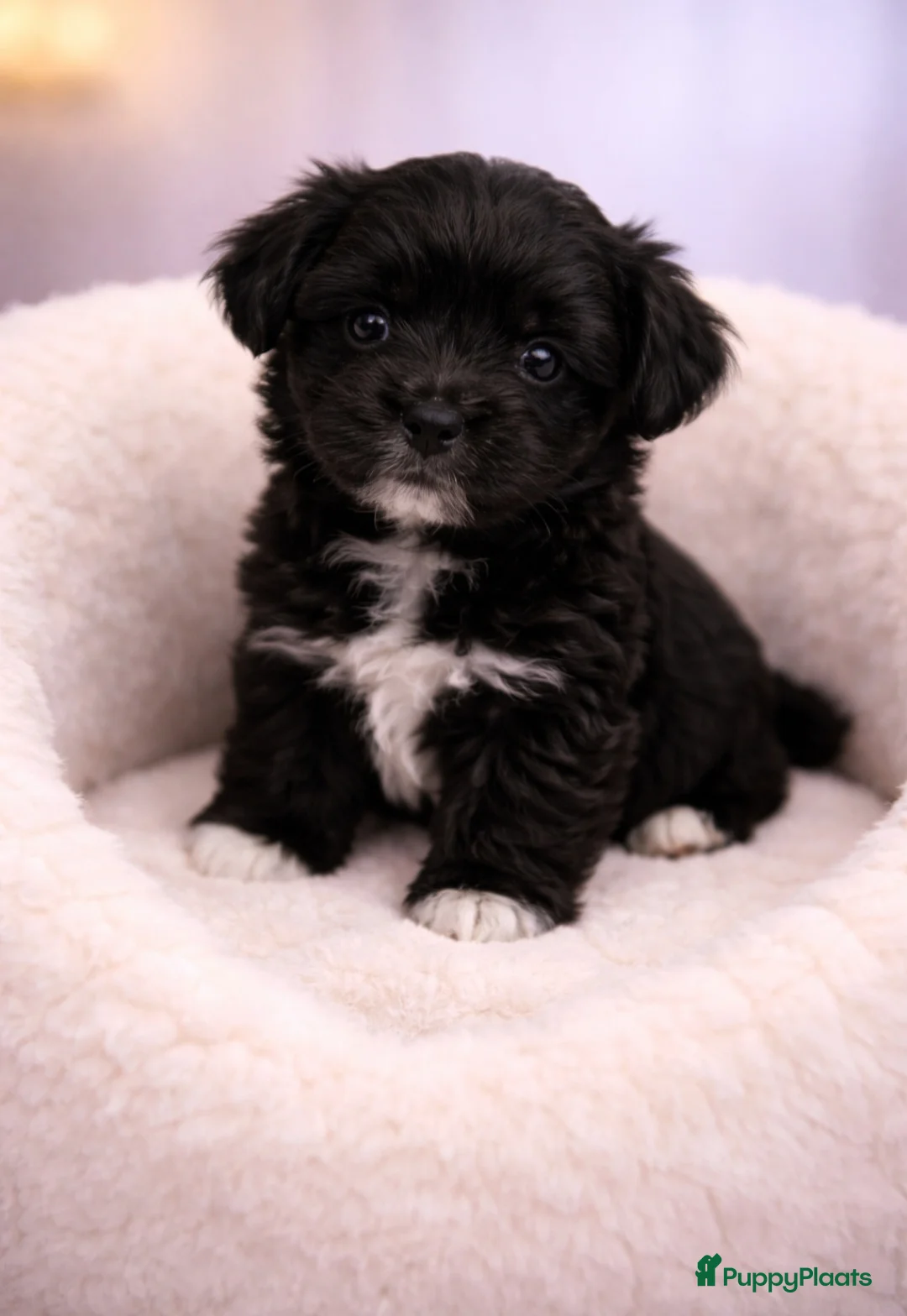 Shih Tzu honden te koop: Super mooi gezonde boomer pups. - Advertentie 7