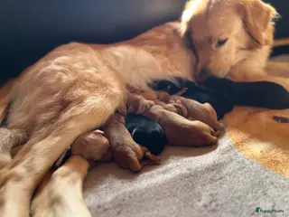 Hovawart honden Hovawart-puppy's met stamboom - Advertentie 8