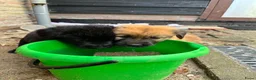 Kruising honden te koop: 9 pups Oudduitse herder x Golden retriever in Oosterbeek - Advertentie 3