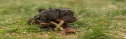 Kruising honden te koop: Dwergpoedel x Boompoo pups  - Advertentie 9