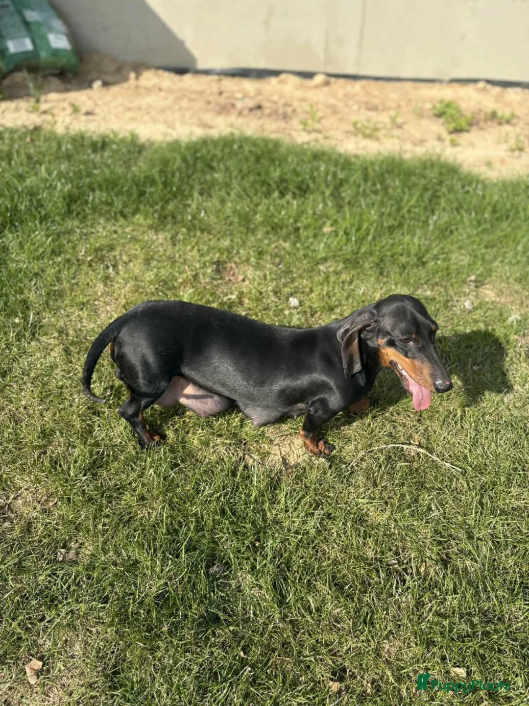 Teckel (korthaar)  honden te koop: Teckel pupp - Advertentie 4