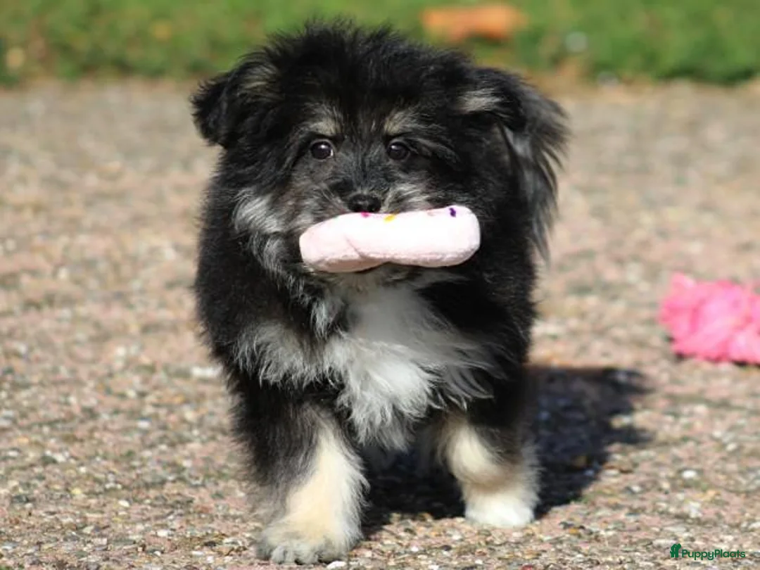 Kruising honden te koop: Lieve Kruising Maltezer pup. - Advertentie 1