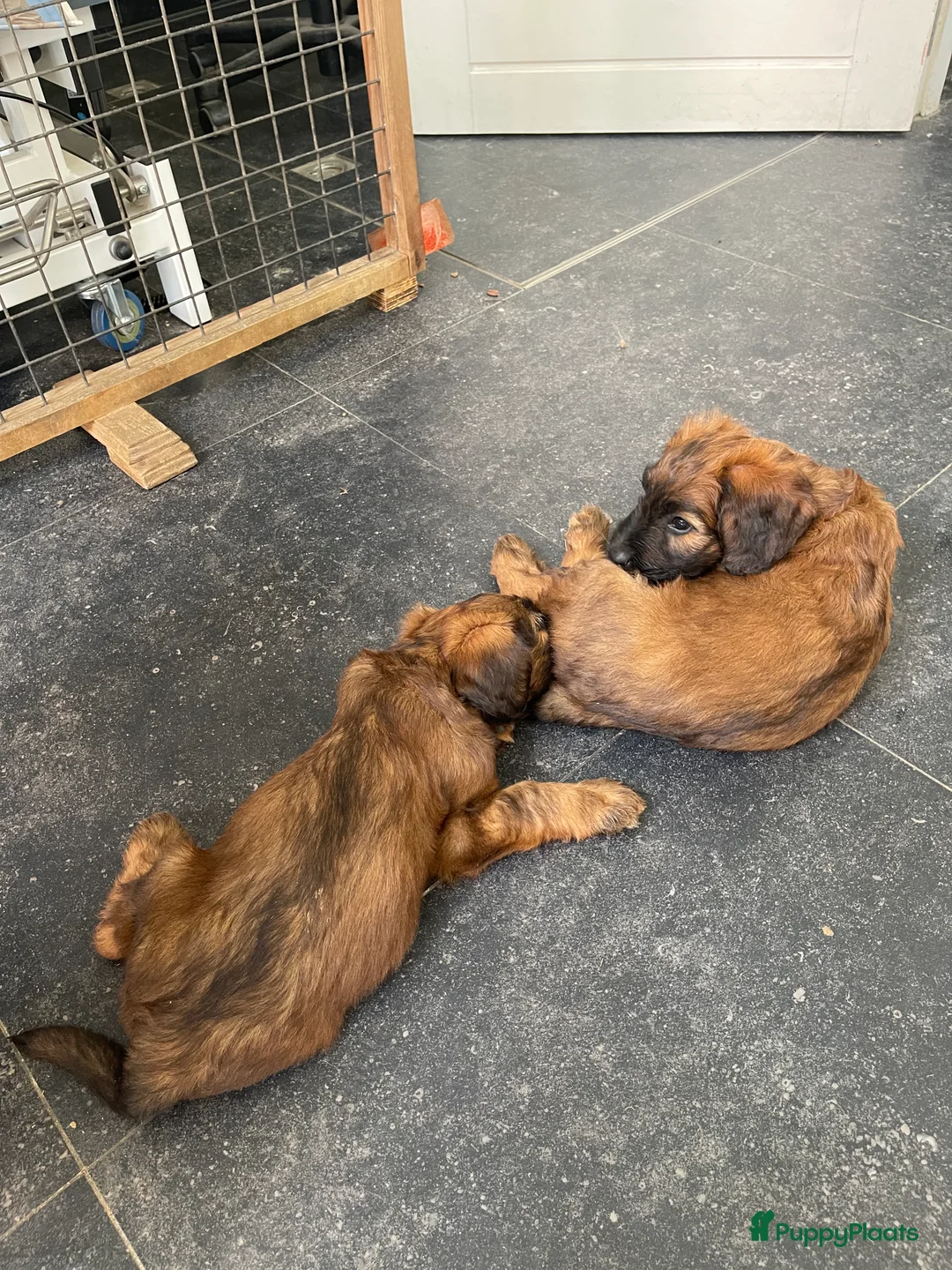 Briard honden te koop: Briardpups - Advertentie 3