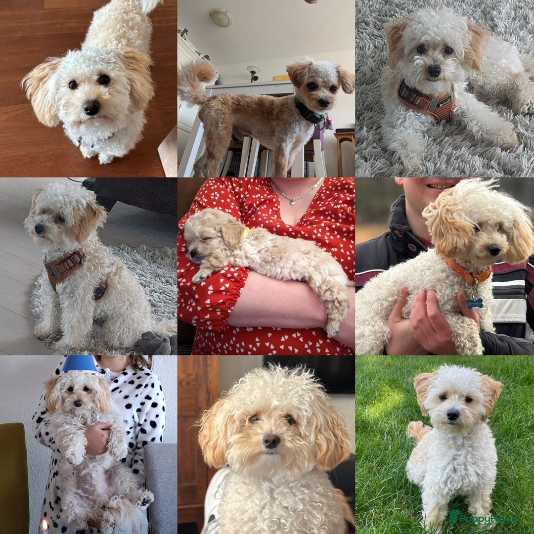 Maltipoo honden te koop: Maltipoo F1b worden rond kerst geboren 🥰 !  - Advertentie 29