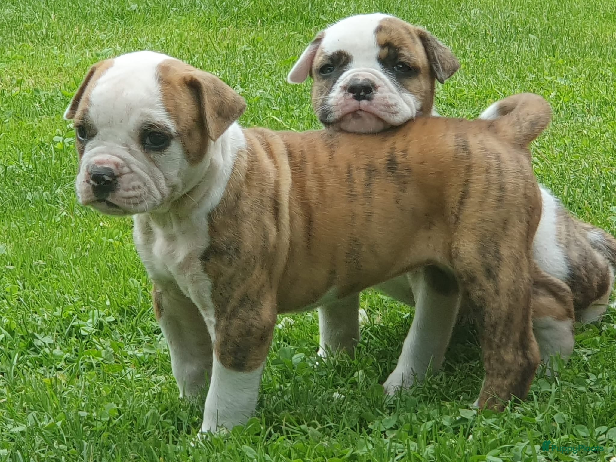 Amerikaanse Bulldog honden Prachtige Amerikaanse bulldog pups met stamboom - Advertentie 1