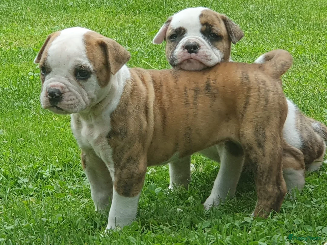 Amerikaanse Bulldog honden te koop: Prachtige Amerikaanse bulldog pups met stamboom - Advertentie 1