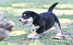 Australian Shepherd honden te koop: Australian Shepherd x Kelpie Pups in Maashees - Afbeelding 17