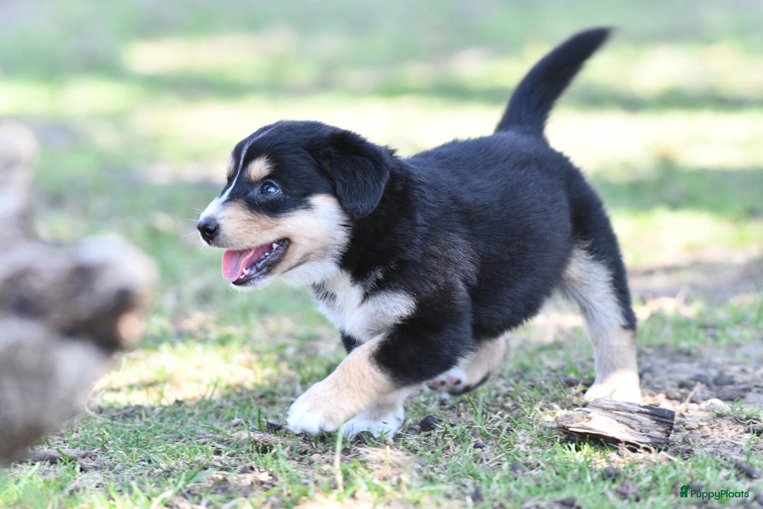 Australian Shepherd honden te koop: Australian Shepherd x Kelpie Pups in Maashees - Afbeelding 17