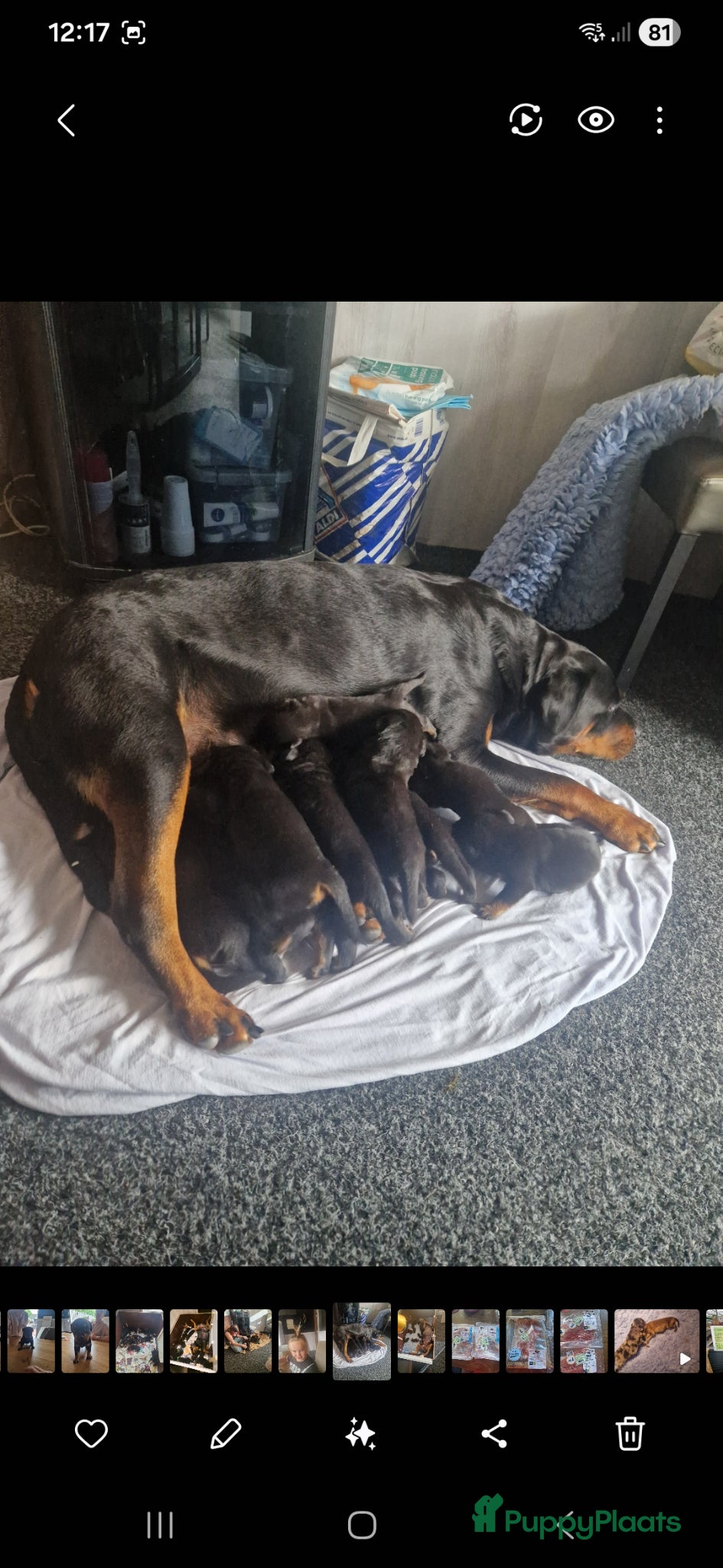 Rottweiler honden Super mooie rottweilerpups - Advertentie 2