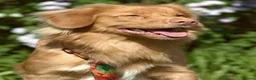 Nova Scotia Duck Tolling Retriever honden te koop: Nova scotia duck tolling retriever pups - Advertentie 2