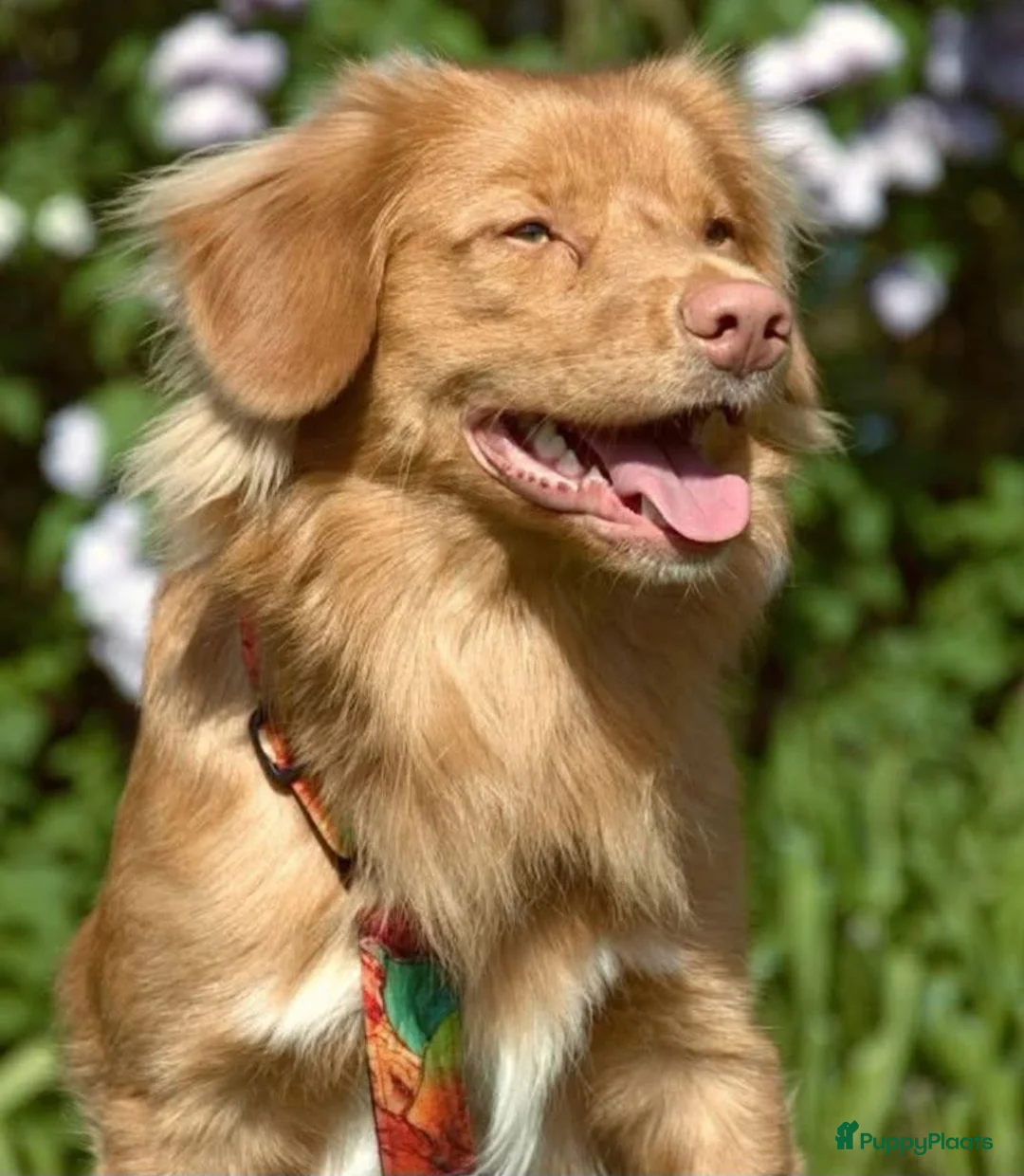 Nova Scotia Duck Tolling Retriever honden te koop: Nova scotia duck tolling retriever pups - Advertentie 2