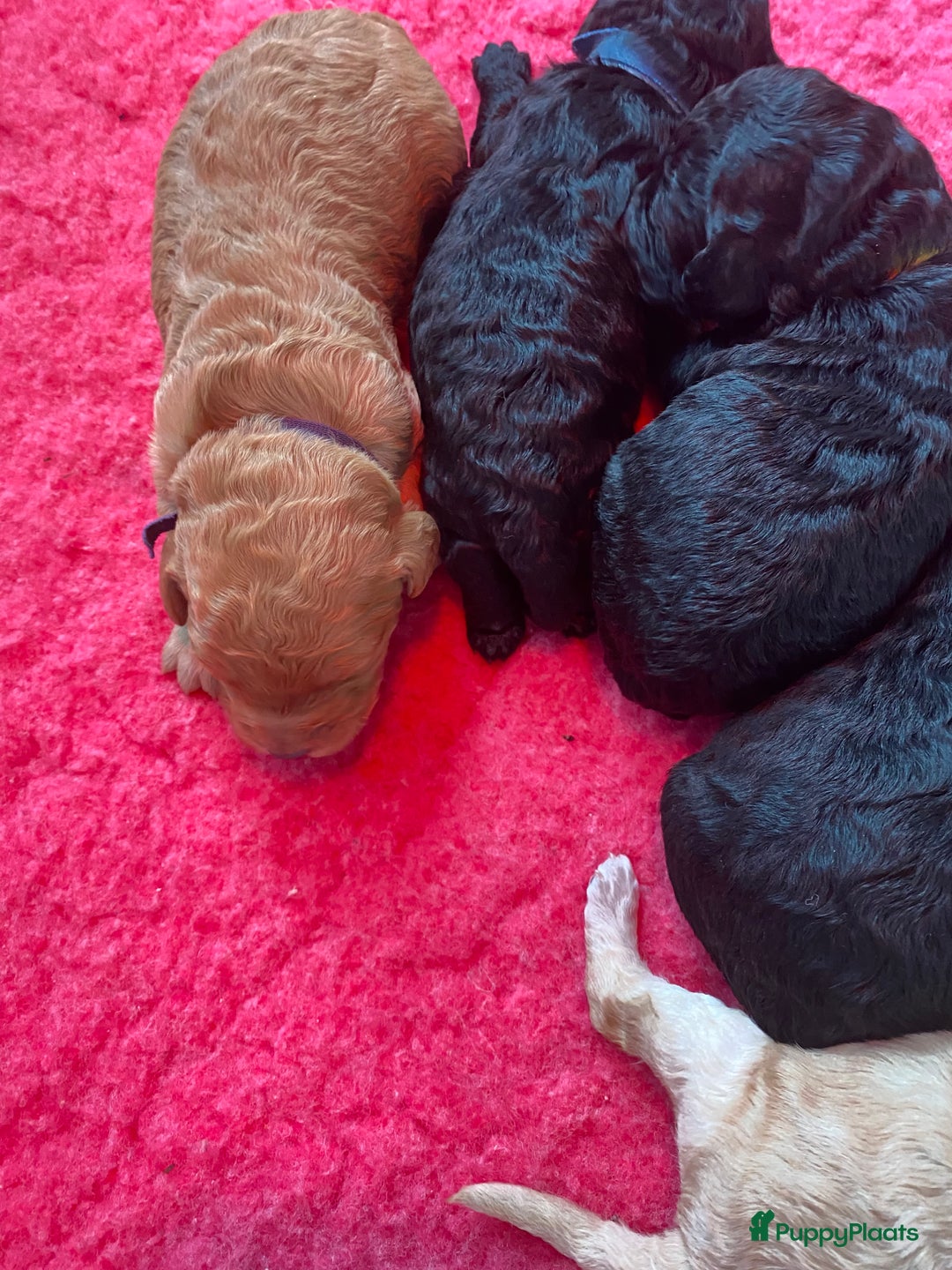 Labradoodle honden te koop: Prachtige labradooles puppy’s  - Advertentie 3