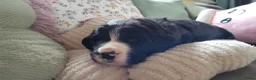 Kruising honden te koop: Mooie pups Berner kruising wetterhoun  - Advertentie 10