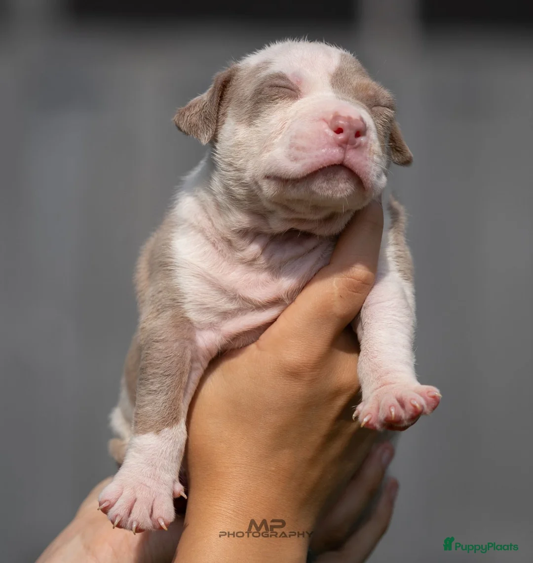 Amerikaanse Bully honden te koop: American Bully XL pup lilac tri - Advertentie 2