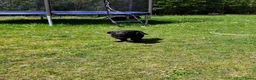 Labrador Retriever honden te koop: Fieldtrial labrador pups  - Advertentie 18