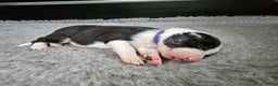 Border Collie honden te koop: Border collie pups - Advertentie 10
