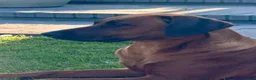 Rhodesian Ridgeback honden te koop: Rhodesian Ridgeback puppy's - Advertentie 16