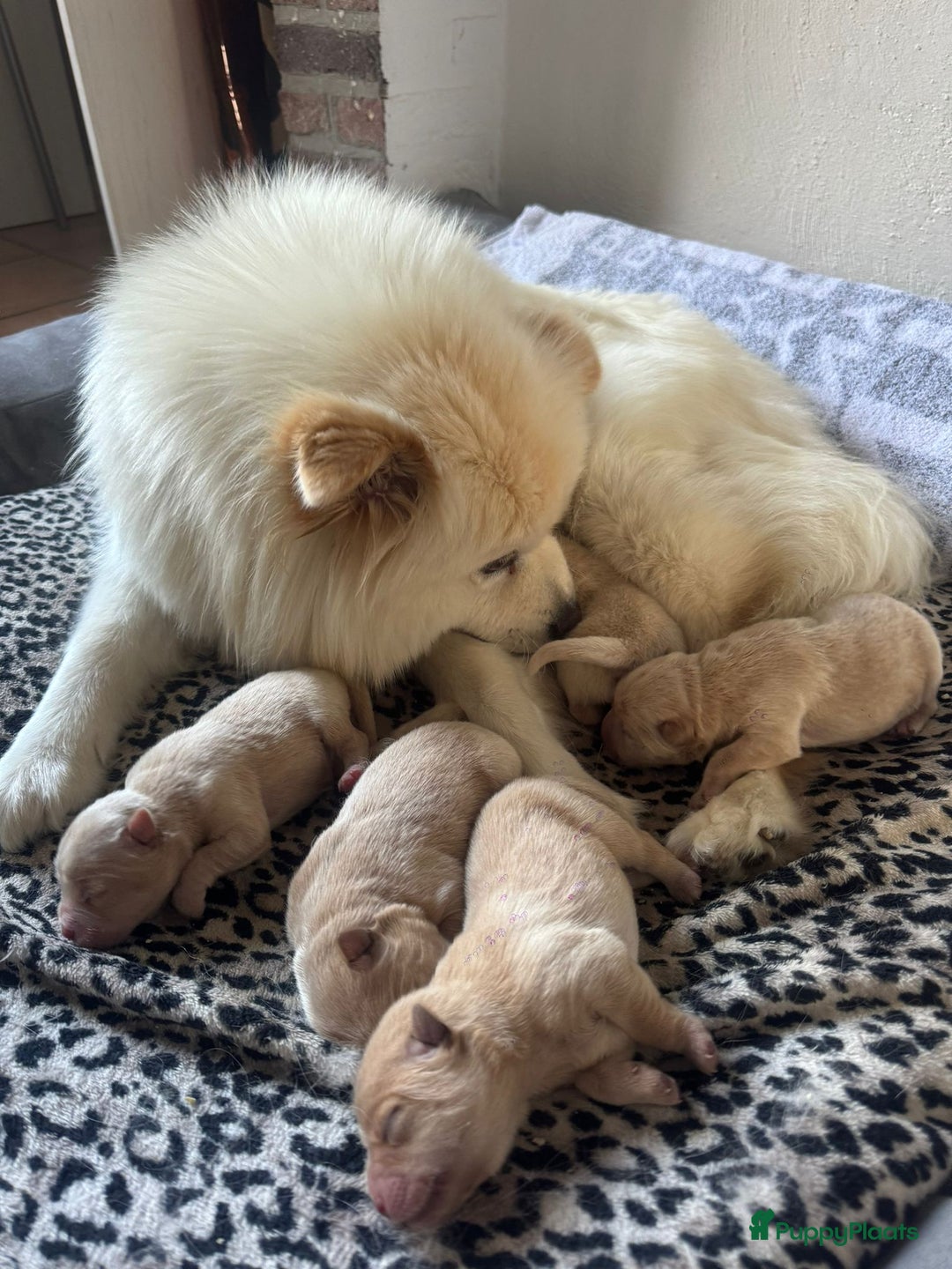 Chow Chow honden te koop: Chow chow pups : Allemaal gereserveerd - Advertentie 1