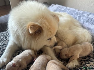 Chow Chow honden Chow chow pups : Allemaal gereserveerd - Advertentie 3