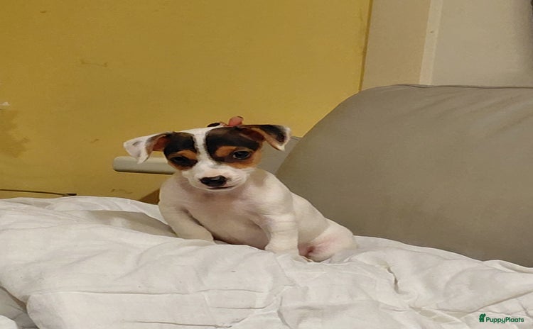 Jack Russel Terriër honden - Advertentie 11