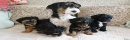 Kruising honden te koop: Maltipoo black & tan  een zwart met witte bles - Advertentie 27