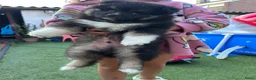 Pomsky honden te koop: 6 pomskys in Langeweg - Advertentie 10