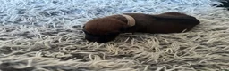 Rhodesian Ridgeback honden te koop: Pups met stamboom Rhodesian Ridgeback  - Advertentie 14