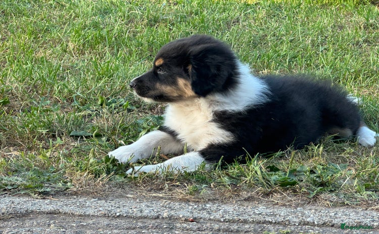Australian Shepherd honden - Advertentie 1