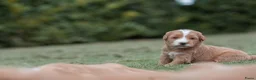 Kruising honden te koop:  Prachtige rood/apricot Medium Doodle pups  - Advertentie 4