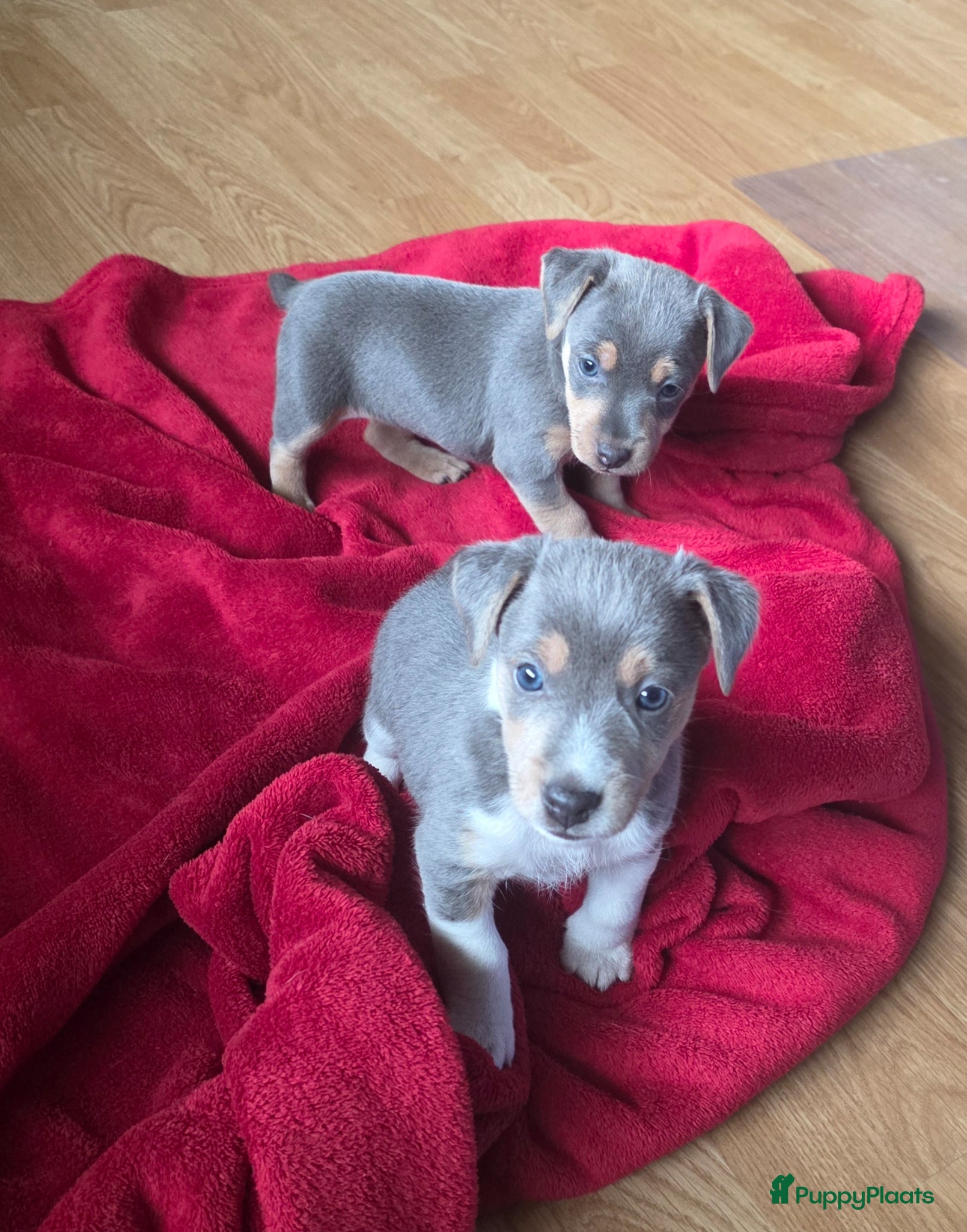 Jack Russel Terriër honden Prachtig nestje Jack Russell pups - Advertentie 2