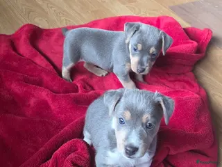 Jack Russel Terriër honden Prachtig nestje Jack Russell pups - Advertentie 2