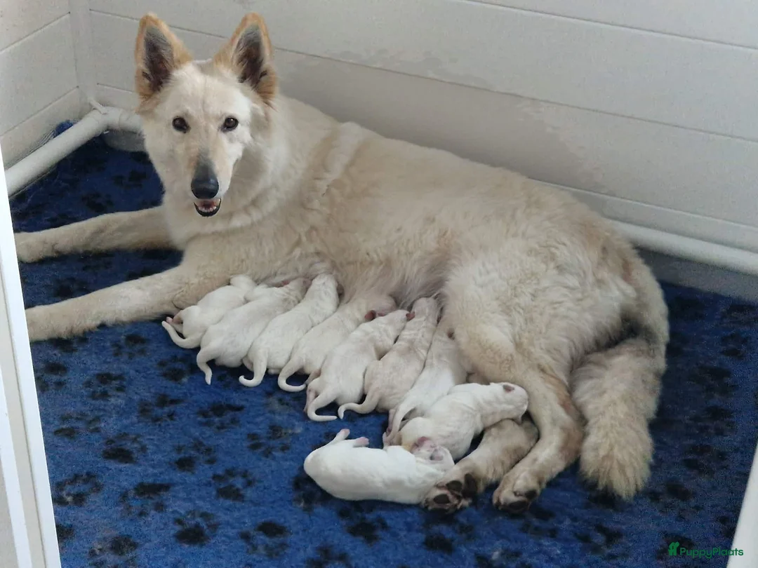 Zwitserse Witte Herdershond honden te koop: witte herder pups - Advertentie 1