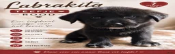 Kruising honden te koop: Labrakita pups - Advertentie 11
