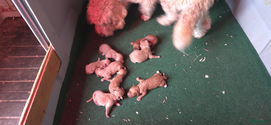 Kruising honden te koop: Mini Labradoodle F3 - Advertentie 6