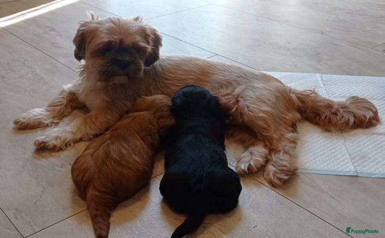 Shih Tzu honden - Advertentie 1
