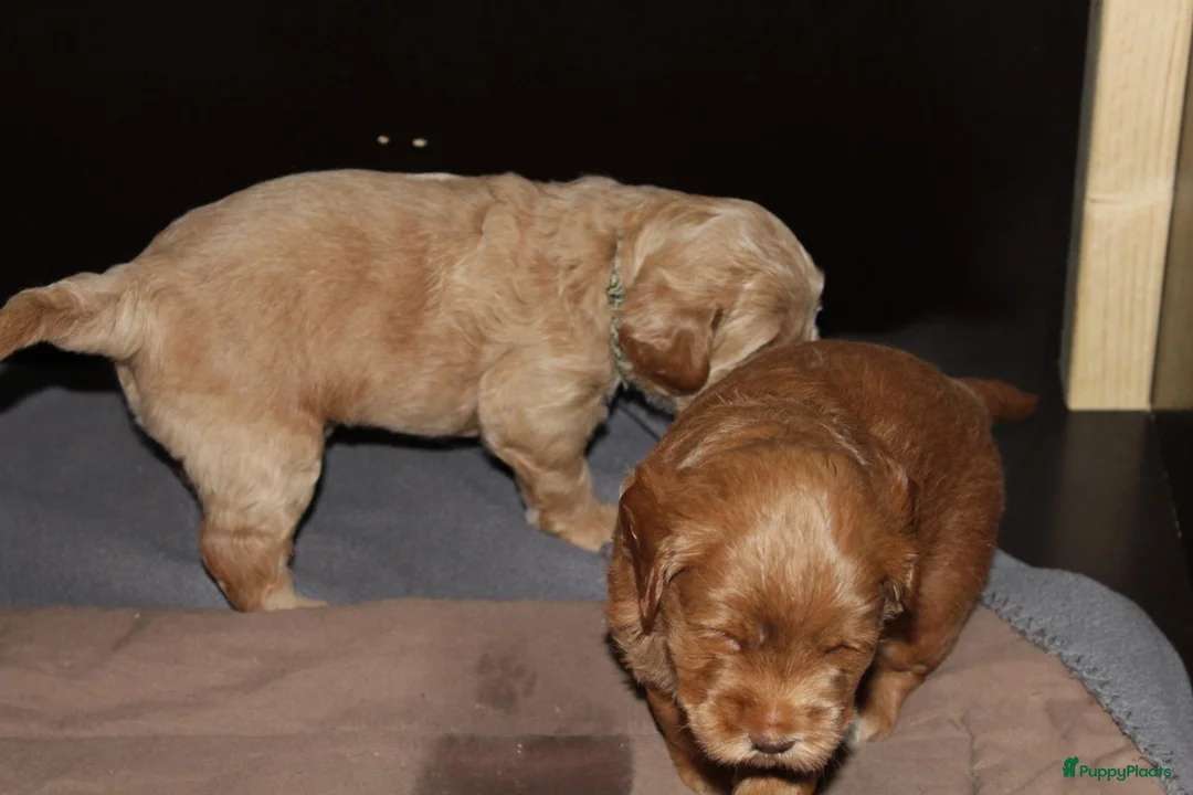 Australian Labradoodle honden te koop: Prachtige Australian Labradoodle pups in Velp - Advertentie 2