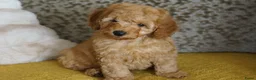 Maltipoo honden te koop: maltipoo pup beide ouders aanwezig en getest - Advertentie 13